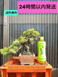 2026年最新】真柏の人気アイテム - メルカリ