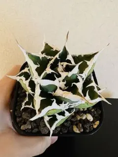 2026年最新】アガベ 狼人の人気アイテム - メルカリ