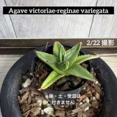 2026年最新】笹の雪 黄覆輪の人気アイテム - メルカリ