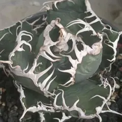 2026年最新】アガベ悪魔くんの人気アイテム - メルカリ