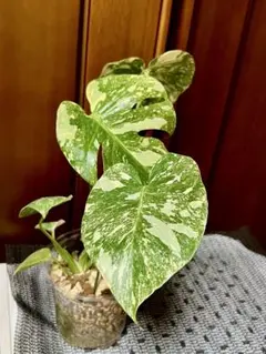 2026年最新】ホワイトスノー モンステラの人気アイテム - メルカリ