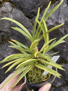 2026年最新】野生蘭の人気アイテム - メルカリ