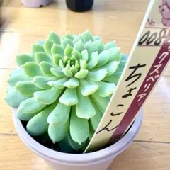 2026年最新】おらいさん苗 ちょこんの人気アイテム - メルカリ