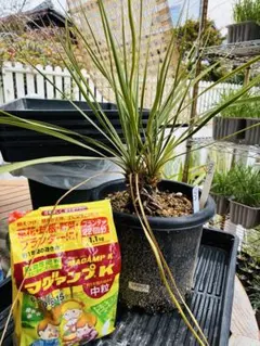 2026年最新】ロストラータ ヘッドの人気アイテム - メルカリ