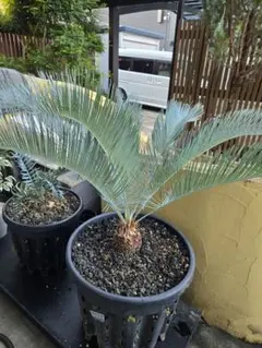 2026年最新】サイカス・カイルンシアナの人気アイテム - メルカリ