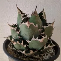 2026年最新】チタノタ ドワーフの人気アイテム - メルカリ