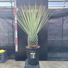 2026年最新】ロストラータ ユッカの人気アイテム - メルカリ