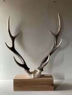 2026年最新】鹿の角 台座の人気アイテム - メルカリ