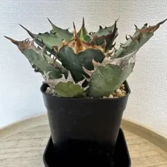 2026年最新】レッドヴェノムアガベの人気アイテム - メルカリ