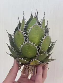 2026年最新】アガベ ホリダ 大株の人気アイテム - メルカリ