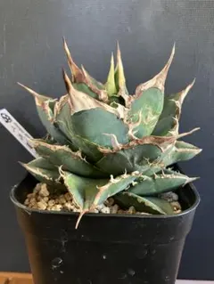 2026年最新】上澳園芸の人気アイテム - メルカリ