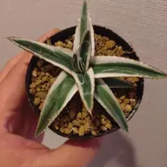 2026年最新】アガベ 笹の雪 氷山の人気アイテム - メルカリ