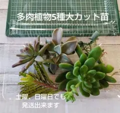 2026年最新】多肉植物朧月の人気アイテム - メルカリ