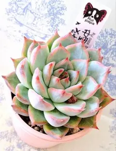 2026年最新】ルイパパの人気アイテム - メルカリ