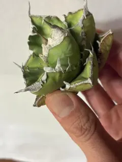 2026年最新】アガベsadの人気アイテム - メルカリ