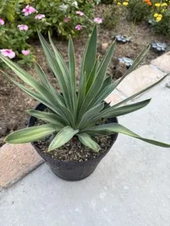 2026年最新】ユッカグロリオサの人気アイテム - メルカリ