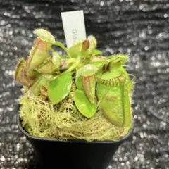 2026年最新】セファロタスの人気アイテム - メルカリ