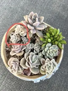 2026年最新】ラブリーローズ錦の人気アイテム - メルカリ