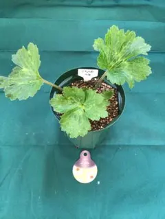 2026年最新】ラナンキュラス ラックス ロティスの人気アイテム - メルカリ