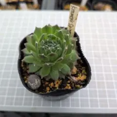 2026年最新】センペルビウムの人気アイテム - メルカリ