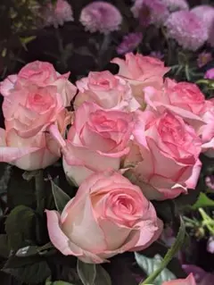 2026年最新】一期一会バラ苗の人気アイテム - メルカリ