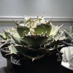 2026年最新】ホワイトホーク アガベの人気アイテム - メルカリ