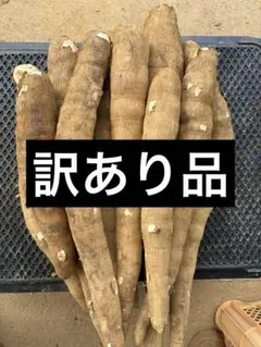 2026年最新】キャッサバの人気アイテム - メルカリ