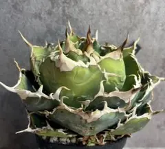 2026年最新】アガベ 白鯨 ボールの人気アイテム - メルカリ