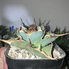 2026年最新】ロウルサンコ 多肉の人気アイテム - メルカリ