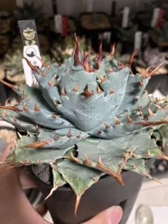 2026年最新】アガベ ハイブリットの人気アイテム - メルカリ