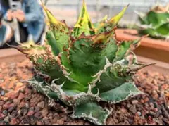 2026年最新】アガベチタノタ金蟾王の人気アイテム - メルカリ