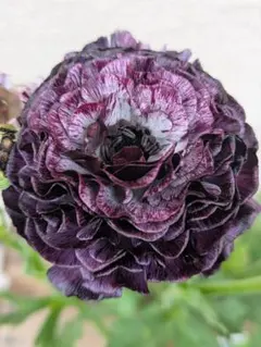 2026年最新】ラナンキュラスイカロスパープルの人気アイテム - メルカリ