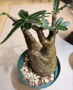 2026年最新】パキポディウム グラキリス 現地球の人気アイテム - メルカリ