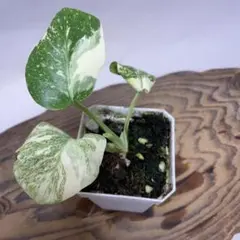 2026年最新】モンステラ デリシオーサ 斑入りの人気アイテム - メルカリ