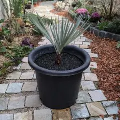 2026年最新】ブラヘア アルマータの人気アイテム - メルカリ