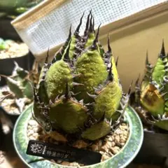 2026年最新】アガベ ホリダ 子株の人気アイテム - メルカリ