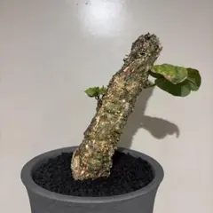 2026年最新】アデニア アクレアータの人気アイテム - メルカリ