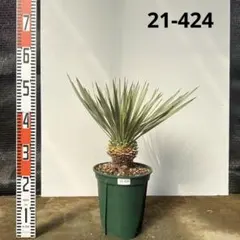 2026年最新】ロストラータ ユッカの人気アイテム - メルカリ