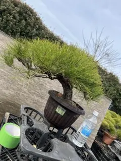 2026年最新】赤松 盆栽の人気アイテム - メルカリ