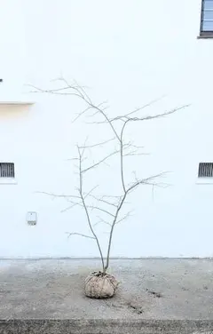 2026年最新】山採りアオハダの人気アイテム - メルカリ