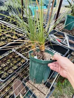 2026年最新】ユッカロストラータ ダブルヘッドの人気アイテム - メルカリ