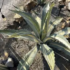 2026年最新】アガベ アメリカーナ縞斑の人気アイテム - メルカリ