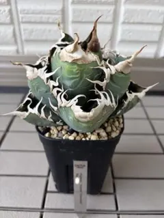 2026年最新】アガベ悪魔くんの人気アイテム - メルカリ