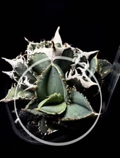 2026年最新】アガベ白豪刺の人気アイテム - メルカリ