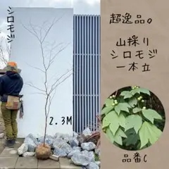 2026年最新】山採り ヤマコウバシの人気アイテム - メルカリ