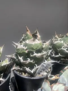 2026年最新】ホワイトファイヤー アガベの人気アイテム - メルカリ