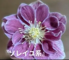 2026年最新】ソレイユ クリスマスローズの人気アイテム - メルカリ