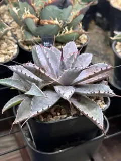 2026年最新】アガベ ハイブリットの人気アイテム - メルカリ