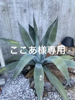 2026年最新】アガベ アメリカーナ 大株の人気アイテム - メルカリ
