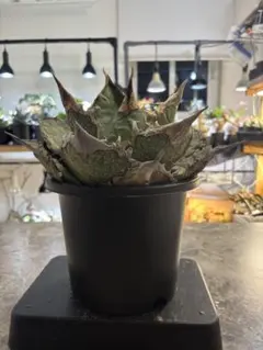 2026年最新】オアハカ 現地球の人気アイテム - メルカリ